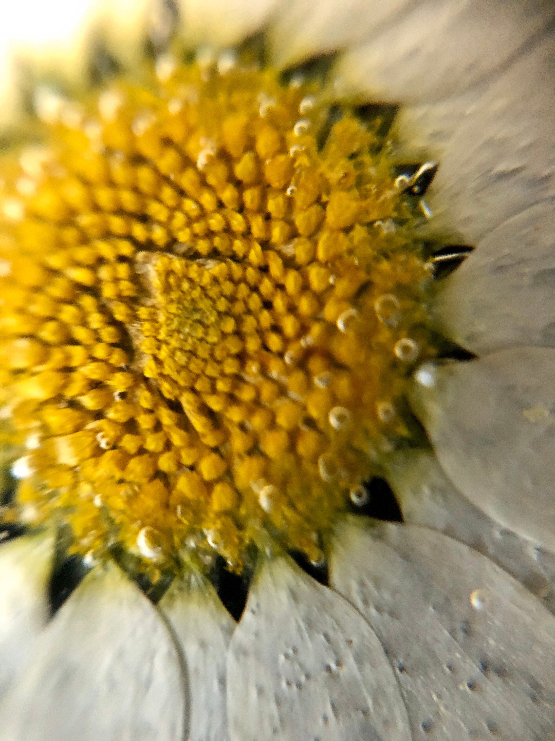 Real white daisy flower necklace for women. Dried flower jewelry pressed in resin. Women's gold necklace accessories. Unique gift for her.